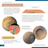 Levenhuk Discovery Scope 2 készlet és könyv