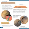 Levenhuk Discovery Scope 3 készlet és könyv