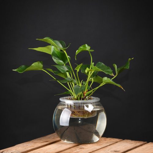 Hidroponikus virágcserép, 22 cm átmérőjű