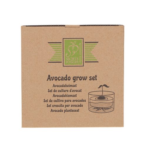 Avokádó csíráztató tál újrahasznosított üvegből