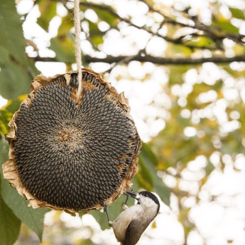 Felakasztható csomagolt szárított napraforgó fej madáreleség