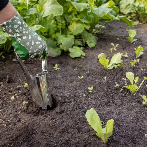 Rozsdamentes acél virághagyma ültető, kőrisfa fogóval, 21 cm