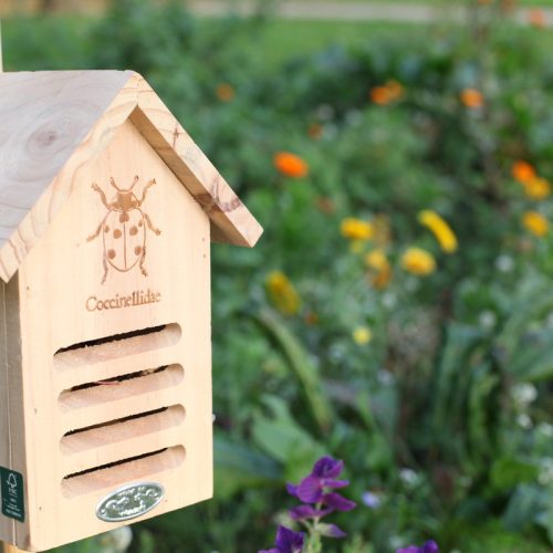 Katicabogár fa ház, 16 x 22 cm